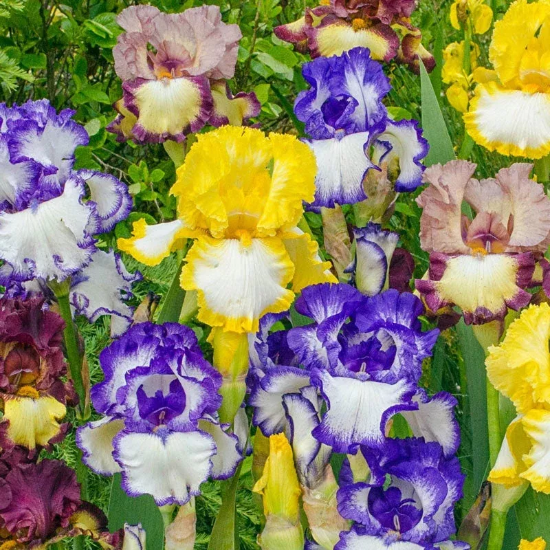 plicata-bearded-iris-mixture Plicata Bearded Iris Mixture