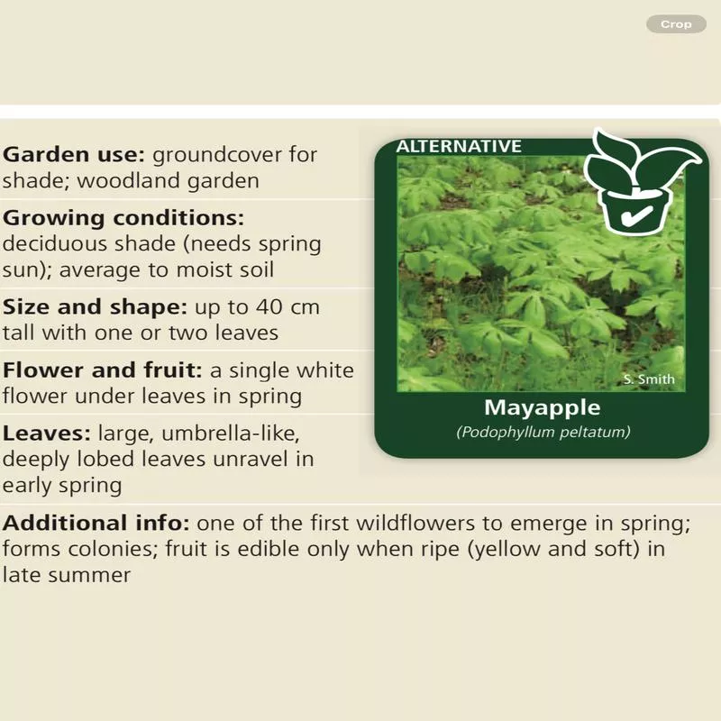 podophyllom-peltatum Podophyllom Peltatum