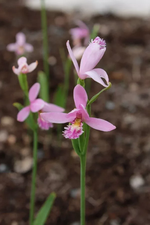 pogonia-ophioglossoides Pogonia ophioglossoides