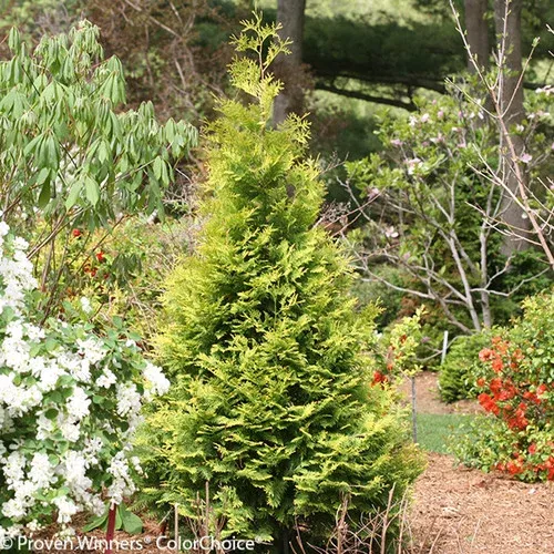 polar-gold-arborvitae Polar Gold Arborvitae