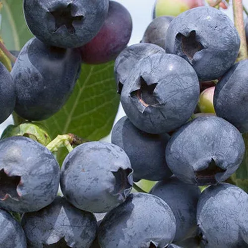 Polaris Blueberry