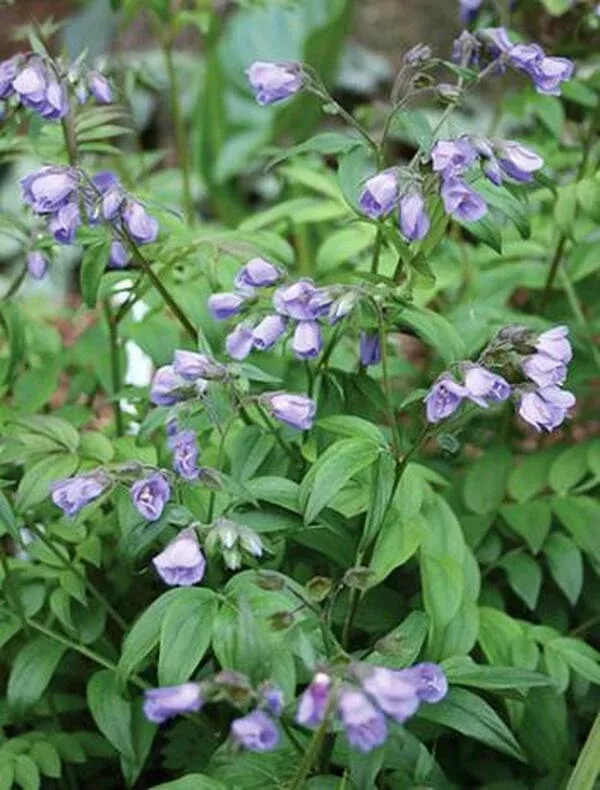 polemonium-heaven-scent-pp-20-214 Polemonium ‘Heaven Scent’ PP 20,214