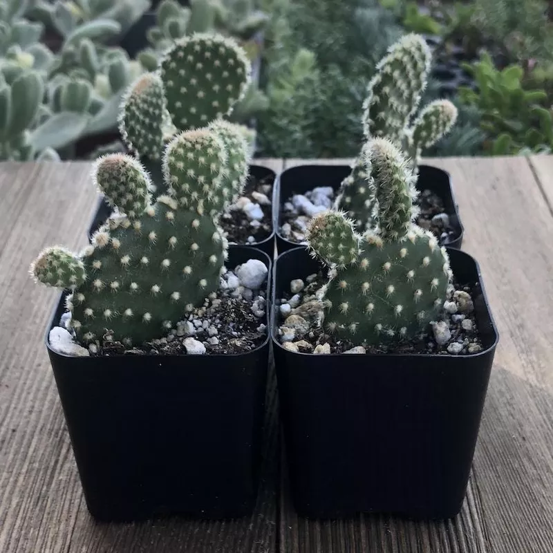 polka-dot-cacti-opuntia-mini-cactus Polka Dot Cacti – Opuntia Mini Cactus