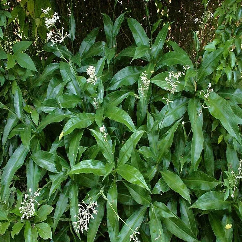 pollia-japonica POLLIA JAPONICA