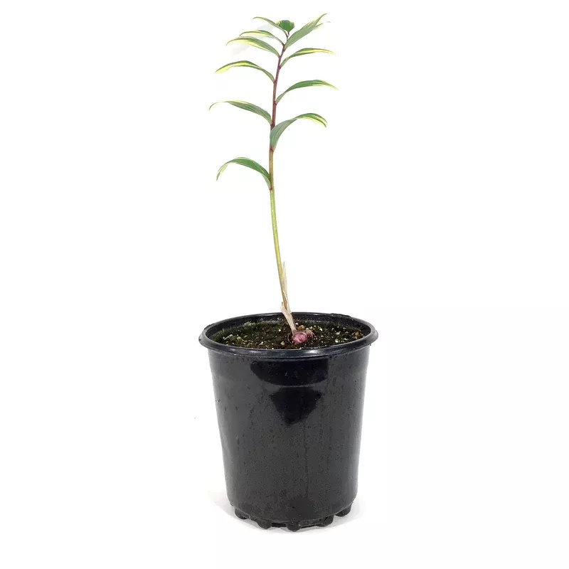 polygonatum-1-gal-odoratum-variegatum Polygonatum 1 gal Odoratum Variegatum