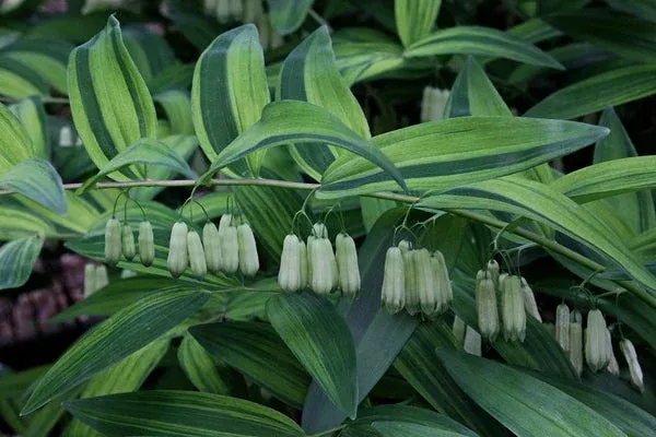 polygonatum-falcatum-nippon-sunbeam Polygonatum falcatum ‘Nippon Sunbeam’