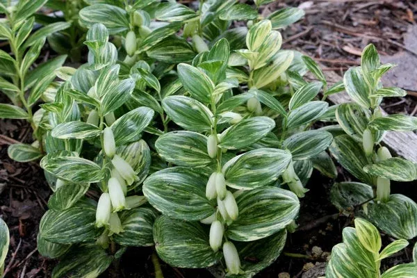 Polygonatum humile ‘Shiro Shima’
