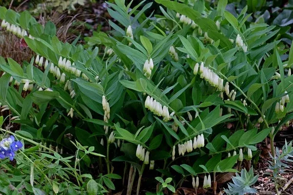 polygonatum-odoratum-prince-charming-pp-22-304 Polygonatum odoratum ‘Prince Charming’ PP 22,304
