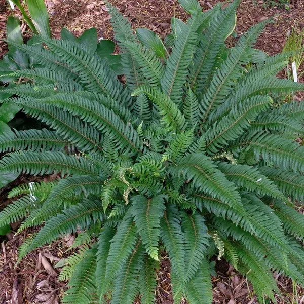 polystichum-tripteron Polystichum tripteron