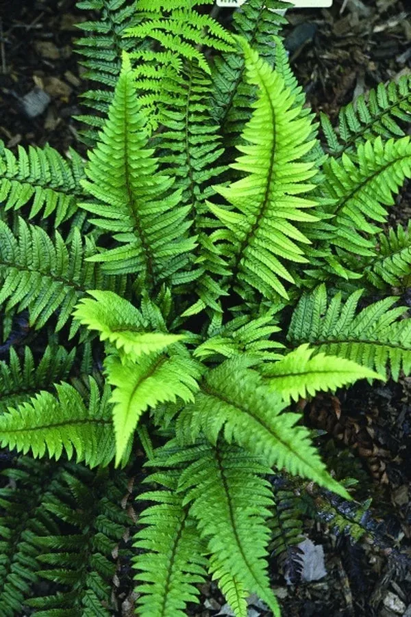 polystichum-xiphophyllum Polystichum xiphophyllum