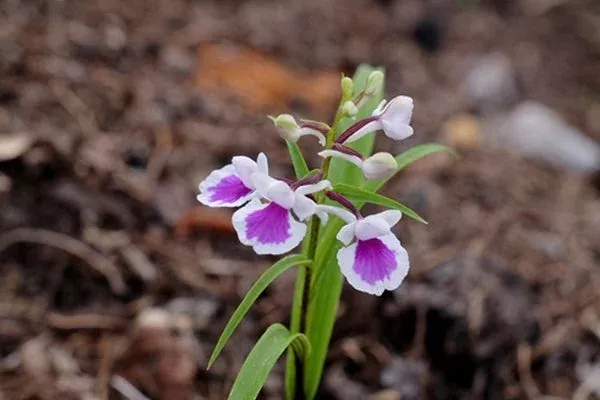 ponerorchis-graminifolia Ponerorchis graminifolia