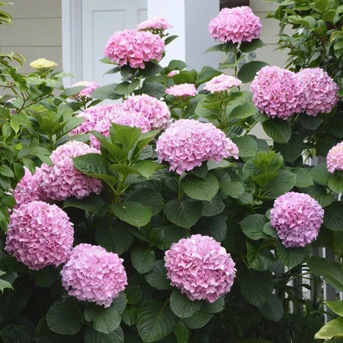 poppet-hydrangea Poppet Hydrangea