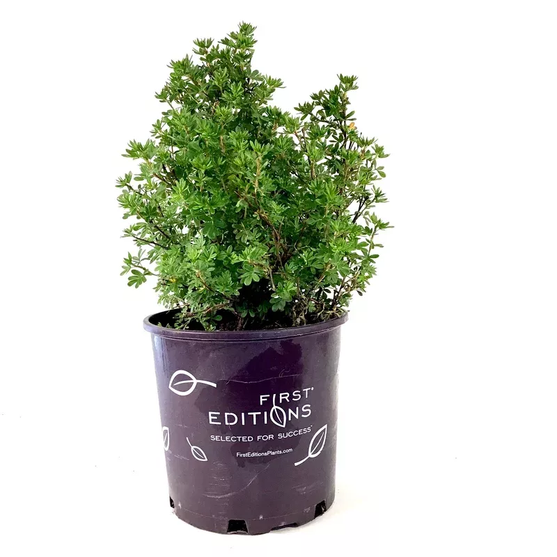 potentilla-2-gal-mandarin-tango Potentilla 2 gal Mandarin Tango