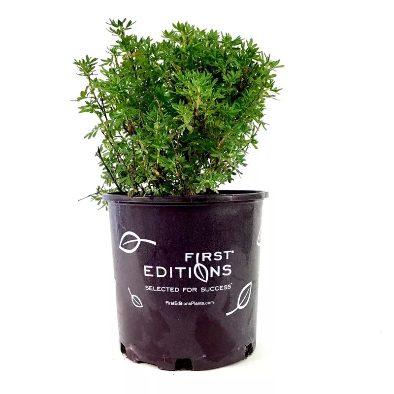potentilla-2-gal-marmalade Potentilla 2 gal Marmalade