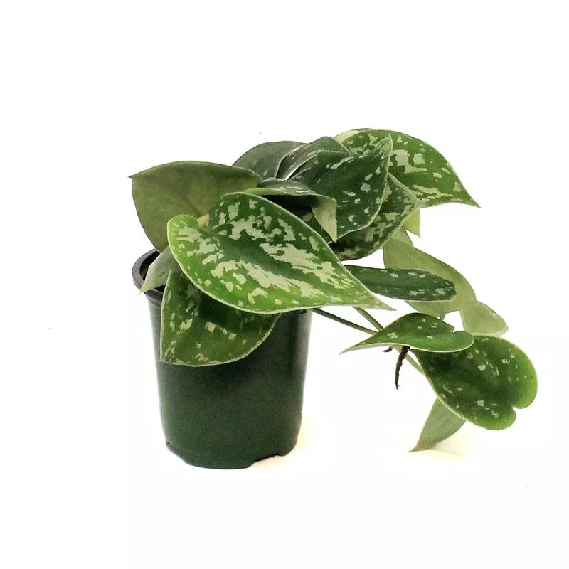 Pothos 3.5in Silver Satin