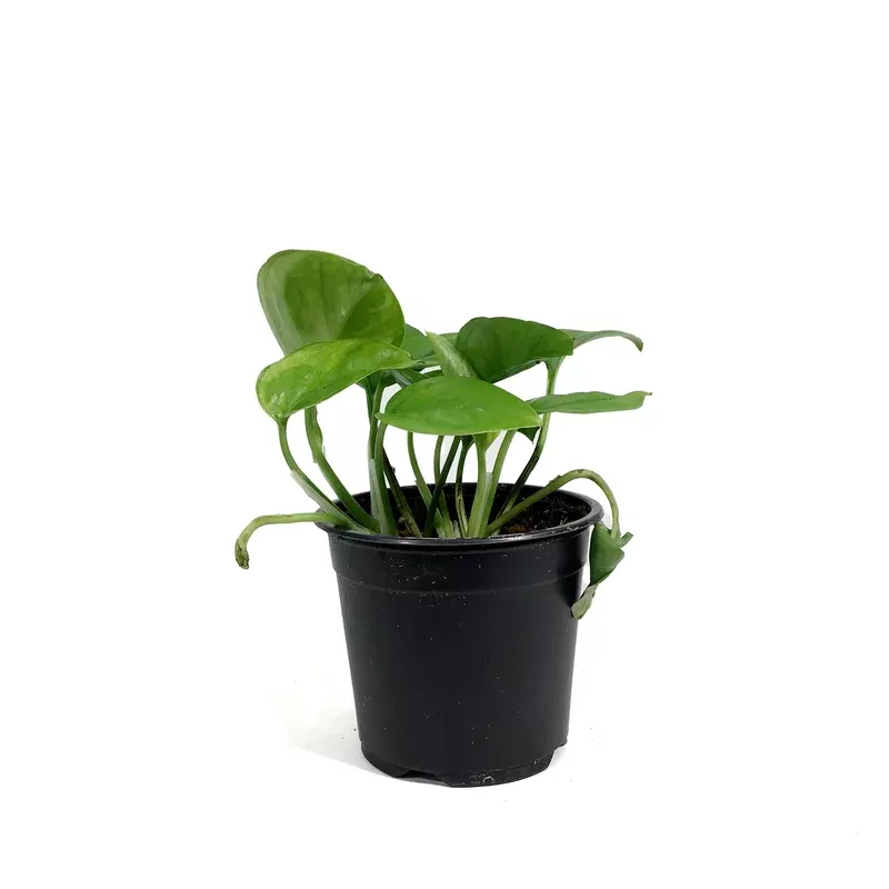 pothos-4in-emerald Pothos 4in Emerald