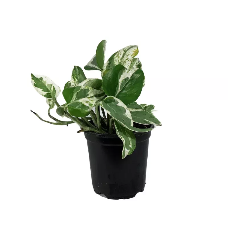 Pothos 4in Pearls & Jade