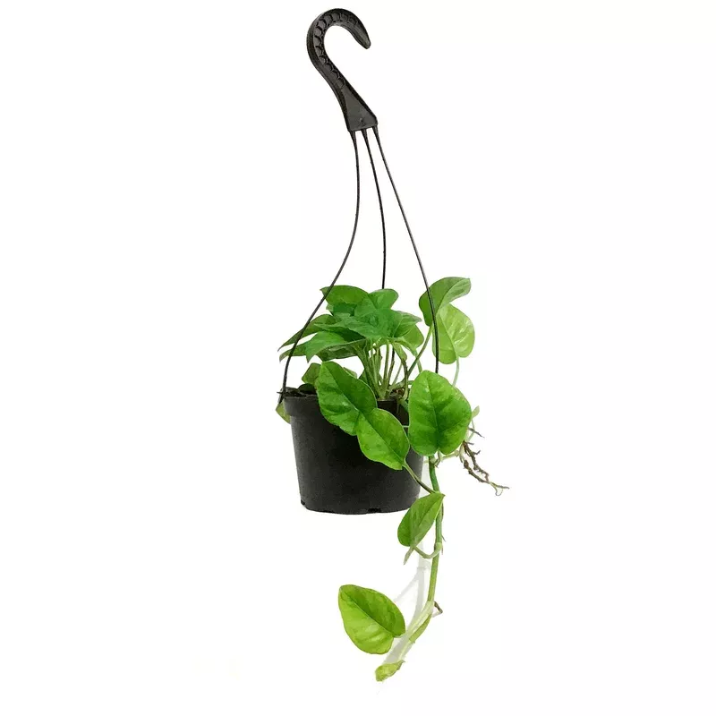 pothos-6in-hb-emerald Pothos 6in HB Emerald
