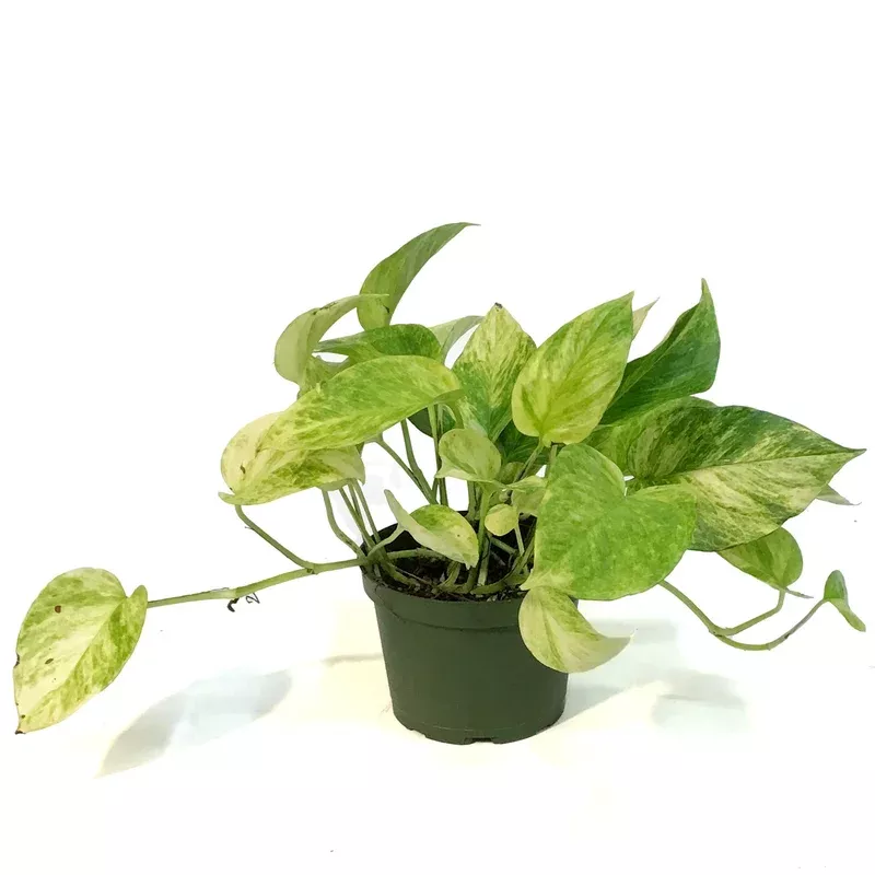 pothos-6in-neon-queen Pothos 6in Neon Queen