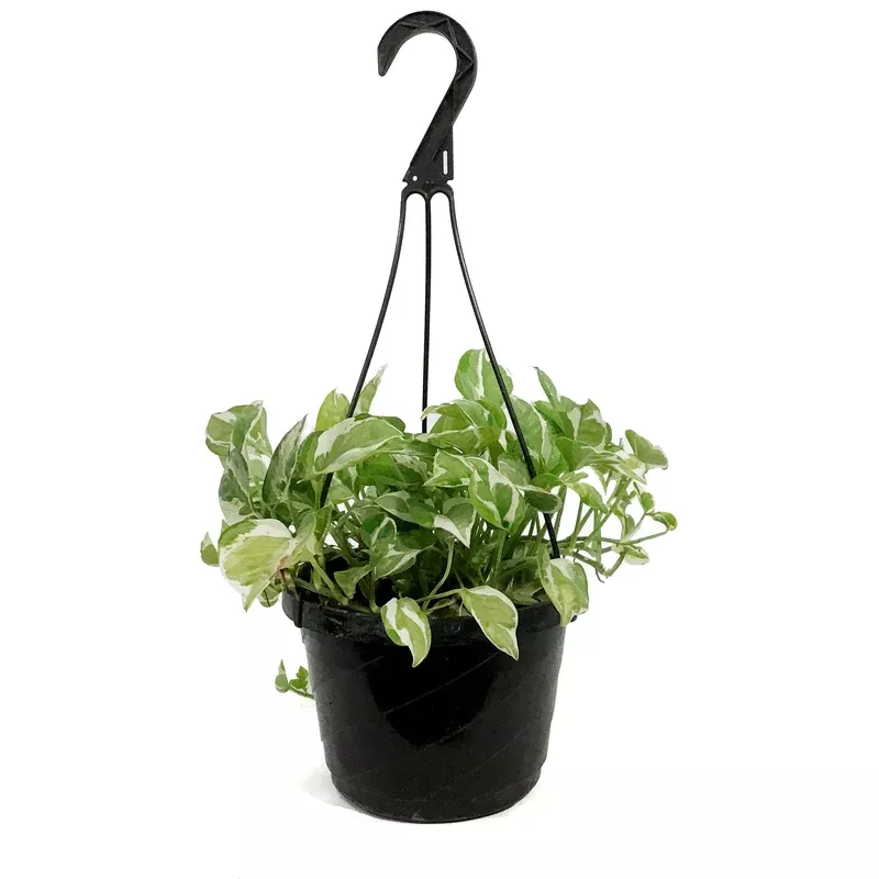pothos-8in-hanging-basket-pearls-jade Pothos 8in Hanging Basket Pearls & Jade