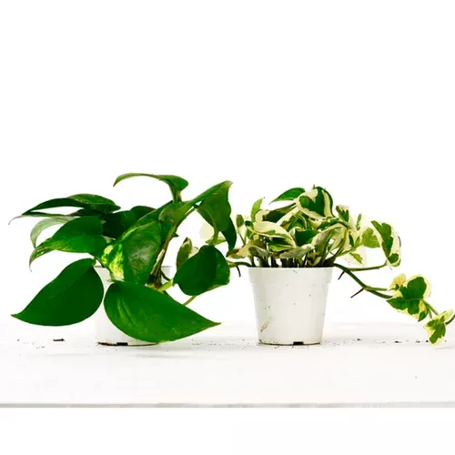 pothos-variety-pack Pothos Variety Pack