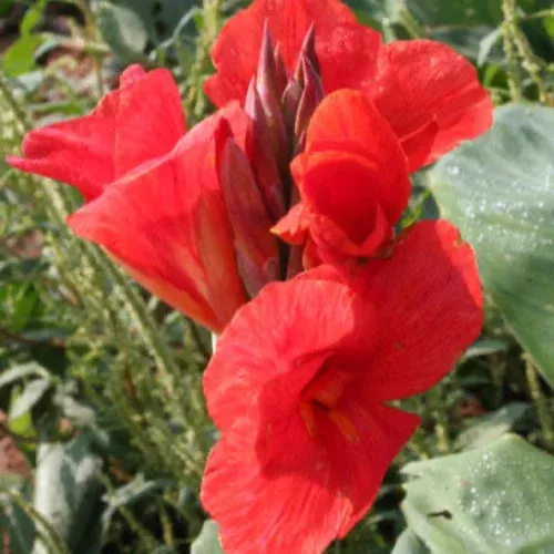 The President Canna Lily Bulbs