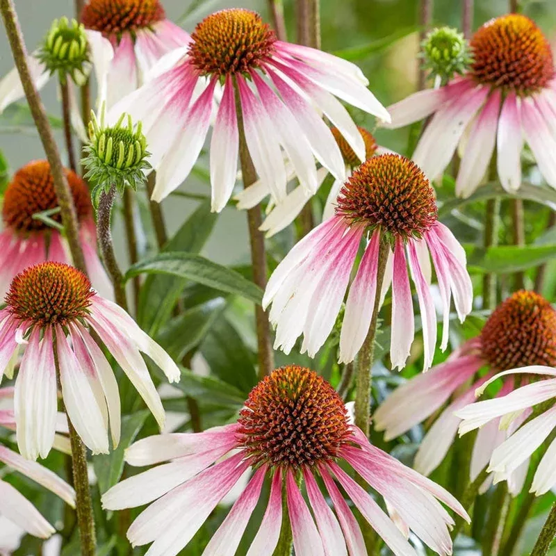pretty-parasols-coneflower Pretty Parasols Coneflower