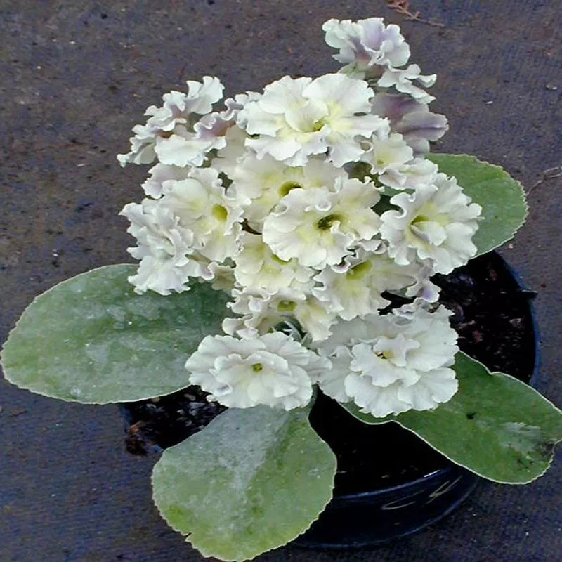 primula-auricula-cloudy-bay PRIMULA AURICULA ‘CLOUDY BAY’