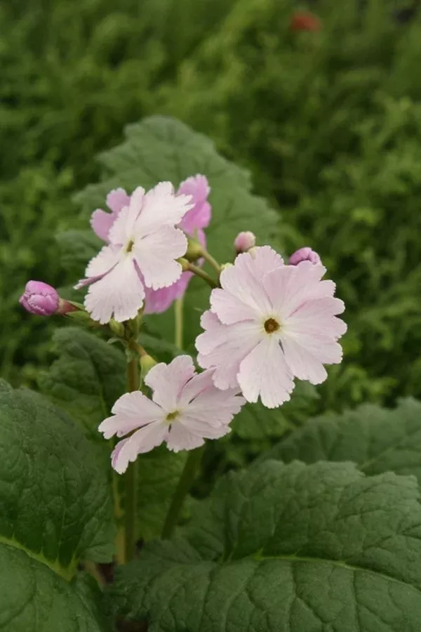 primula-sieboldii-chubby-one Primula sieboldii ‘Chubby One’