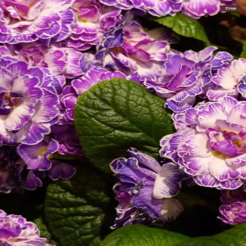 Primula vulgaris ‘Belarina Lively Lilac’