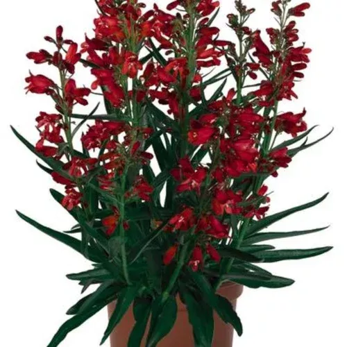 pristine-scarlet-purple-beardtongue Pristine Scarlet Purple Beardtongue