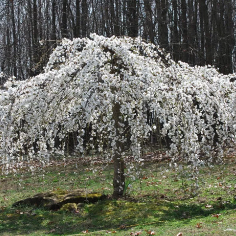 prunus-subhirtella-pendula-alba Prunus subhirtella pendula Alba