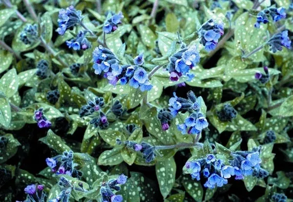 pulmonaria-little-blue Pulmonaria ‘Little Blue’