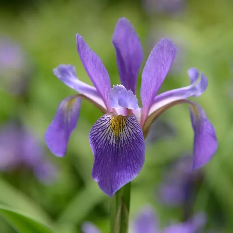 purple-flame-iris-versicolor ‘Purple Flame’ Iris versicolor