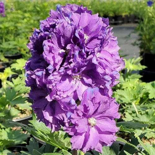 purple-kingsley-delphinium Purple Kingsley Delphinium
