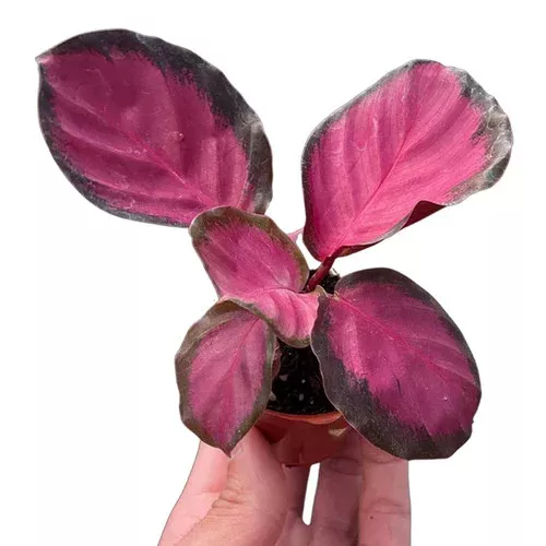 purple-rose-calathea Purple Rose Calathea