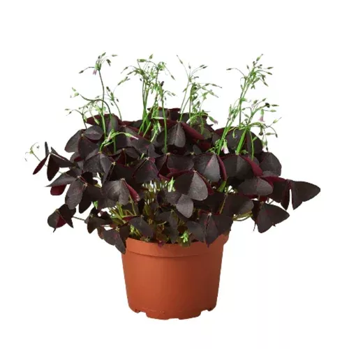 purple-shamrock-oxalis Purple Shamrock Oxalis