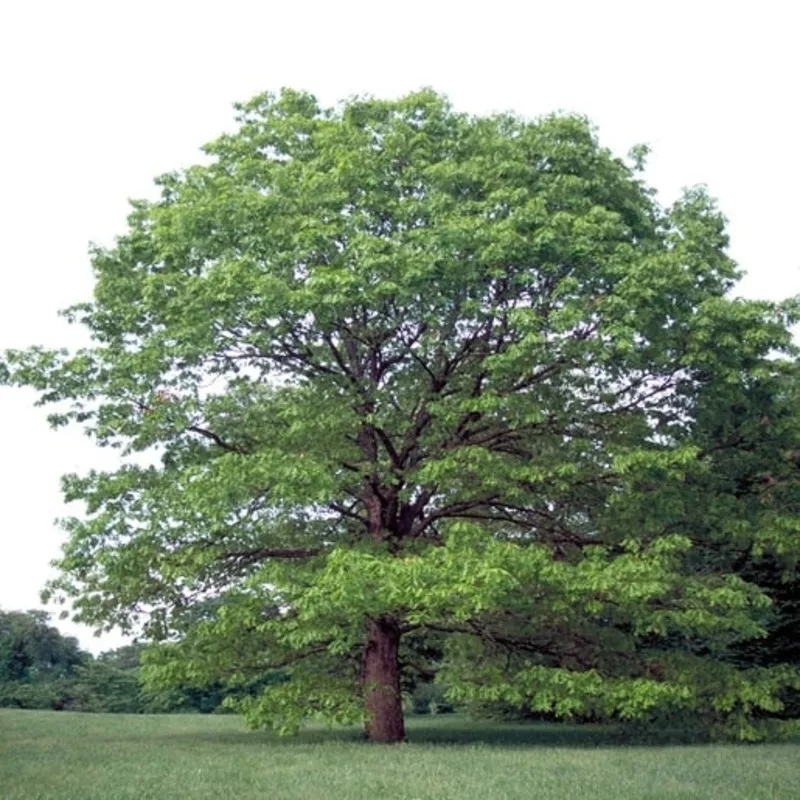 quercus-alba-5 Quercus alba #5