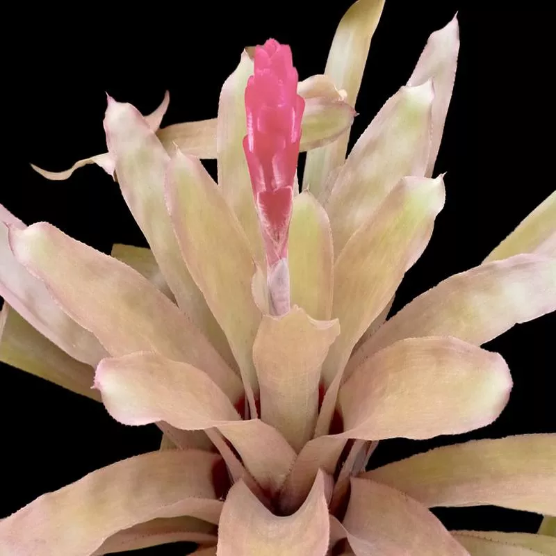 Quesnelia quesneliana