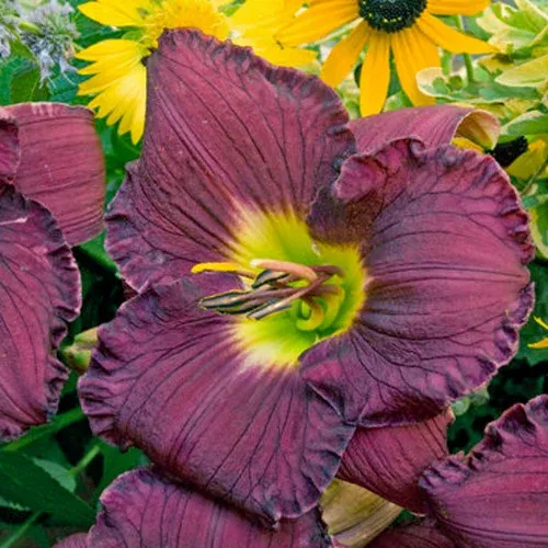 rainbow-rhythm-nosferatu-daylily Rainbow Rhythm Nosferatu Daylily