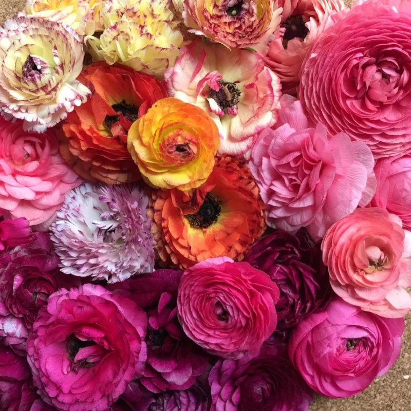 ranunculus-bulbs-happy-mix Ranunculus Bulbs – Happy Mix