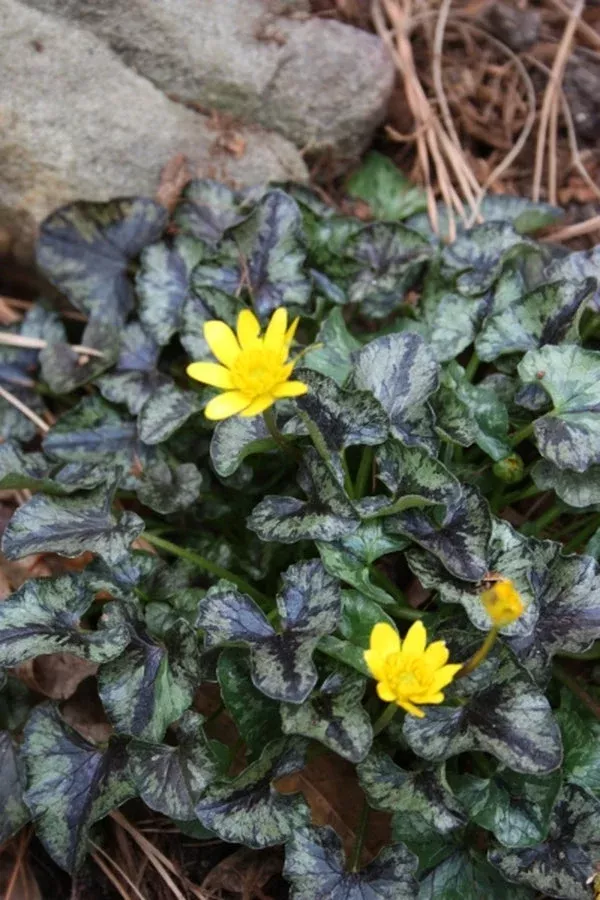 ranunculus-ficaria-brambling Ranunculus ficaria ‘Brambling’