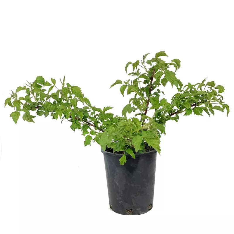 raspberry-1-gal-aubin-black Raspberry 1 gal Aubin Black