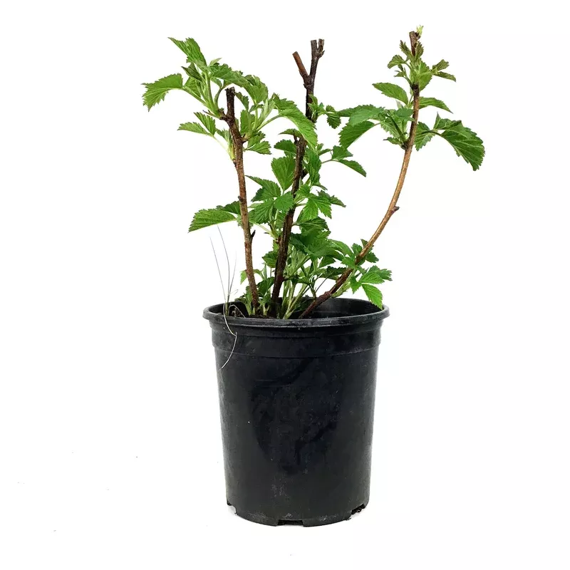 Raspberry 1 gal Red Bounty