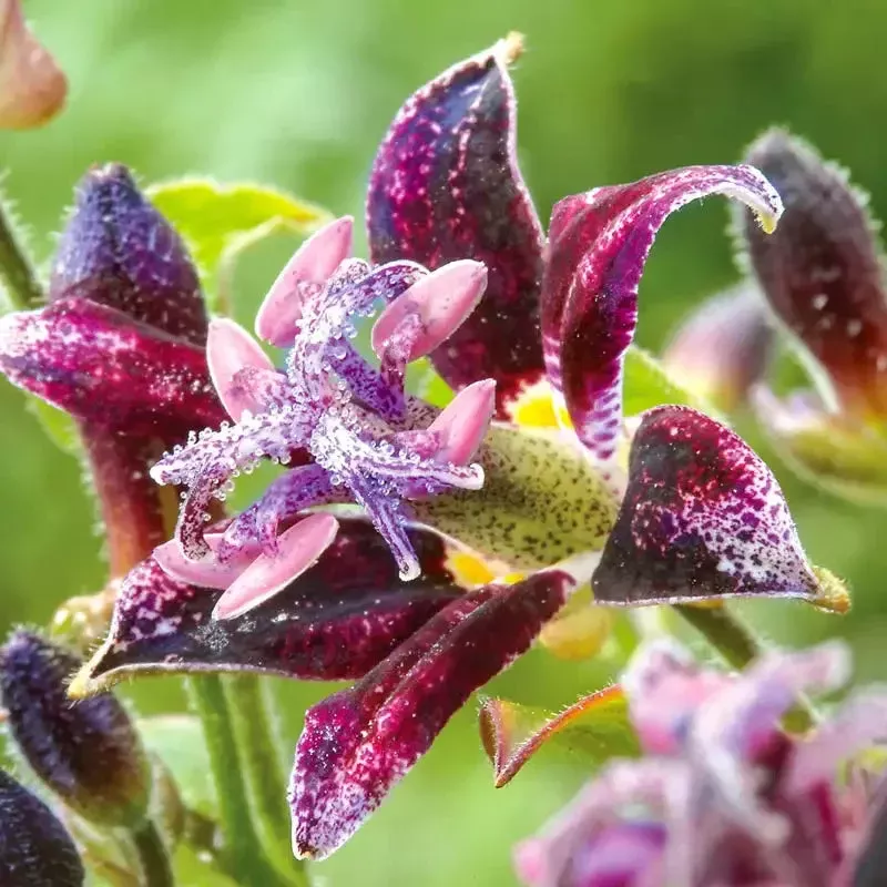 raspberry-mousse-toad-lily Raspberry Mousse Toad Lily