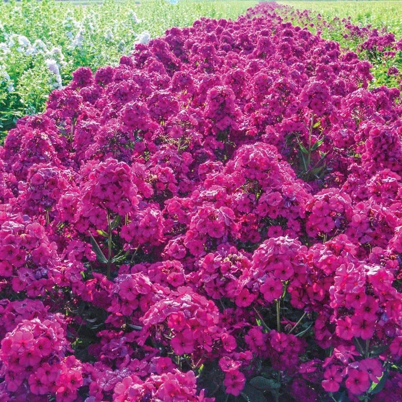 Raving Beauty Phlox