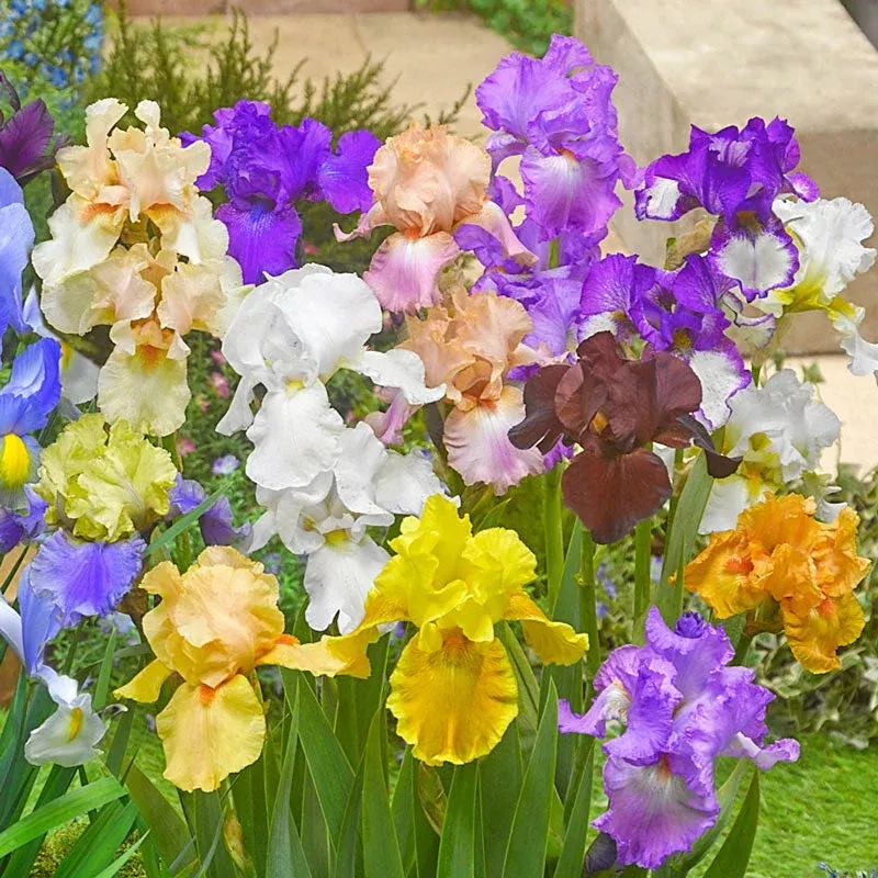 reblooming-tall-bearded-german-iris-mixture Reblooming Tall Bearded (German) Iris Mixture