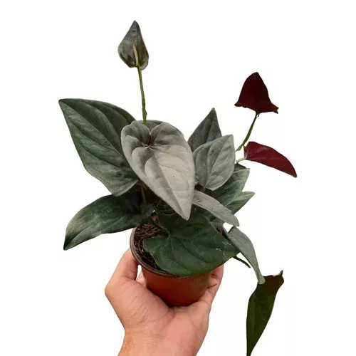 red-arrow-syngonium Red Arrow Syngonium