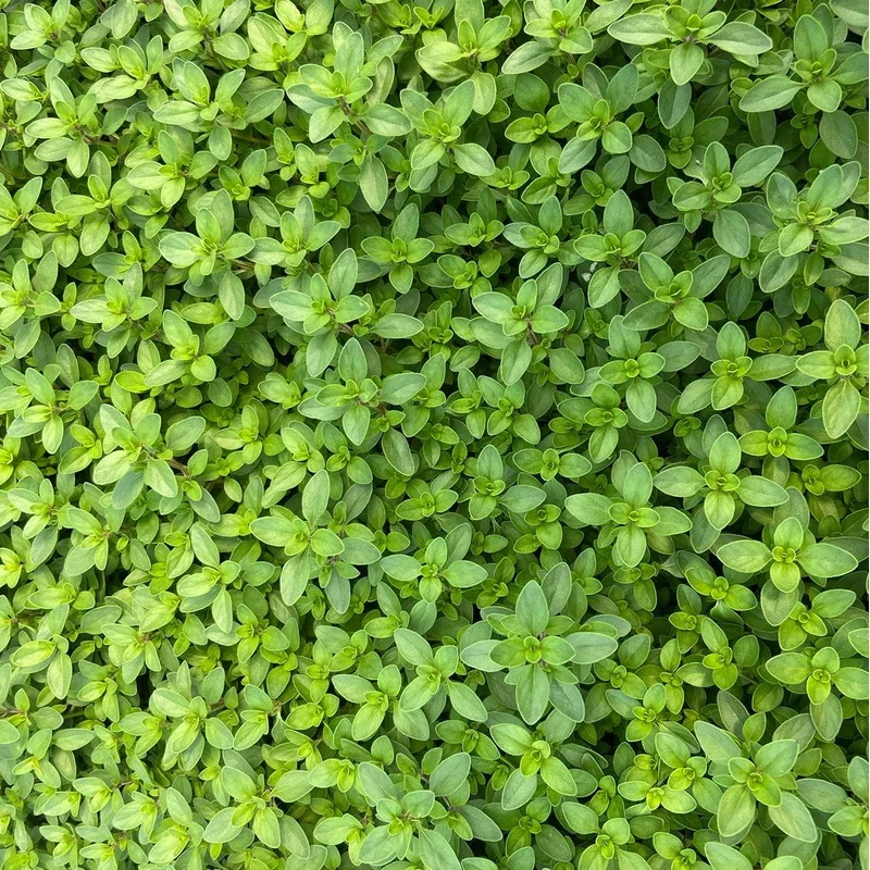 red-creeping-thyme Red Creeping Thyme