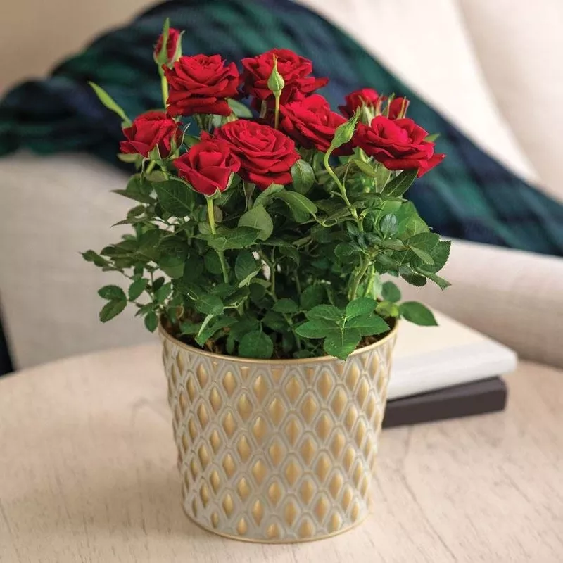 red-rose-gift-plant Red Rose Gift Plant